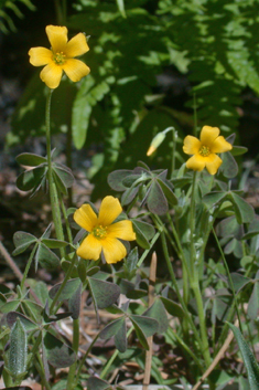 Slender Yellow-sorrel