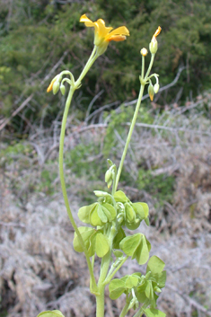 Slender Yellow-sorrel