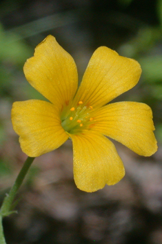 Slender Yellow-sorrel