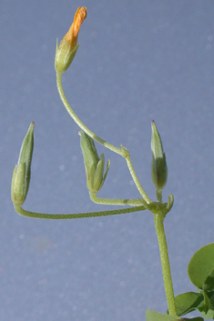 Slender Yellow-sorrel