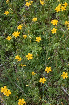 Slender Yellow-sorrel