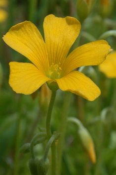 Slender Yellow-sorrel