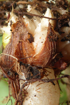 Large-flowered Pink-sorrel