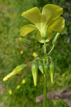 Cape Sorrel