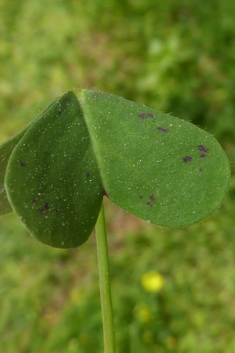 Cape Sorrel