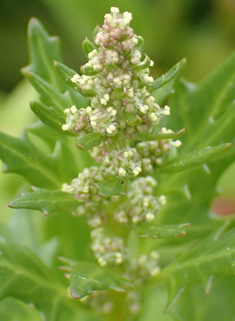 Red Goosefoot