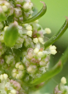 Red Goosefoot