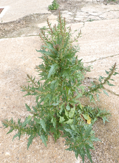 Red Goosefoot