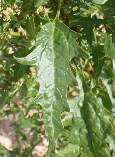 Red Goosefoot