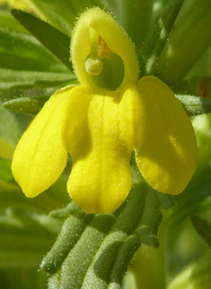 Yellow Bartsia