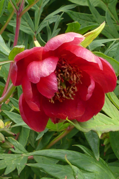 Red Tree-peony