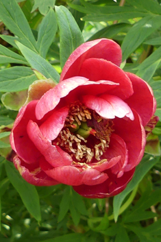 Red Tree-peony