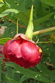 Red Tree-peony
