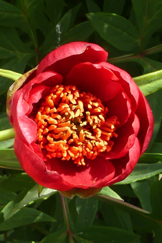 Red Tree-peony