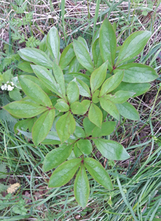 European Peony