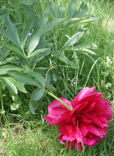 European Peony