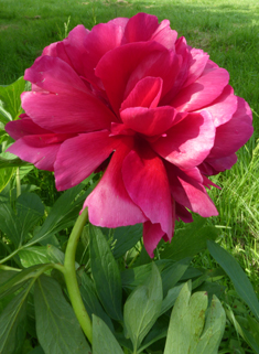 European Peony