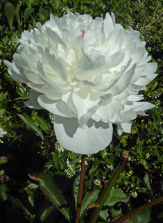 European Peony