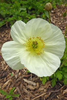 Iceland Poppy