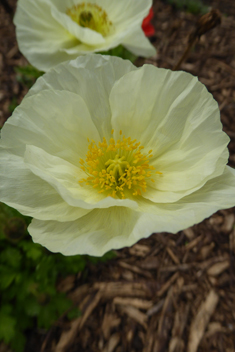 Iceland Poppy