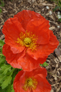 Iceland Poppy