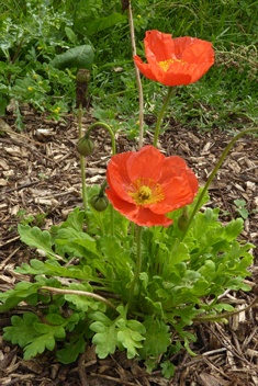 Iceland Poppy