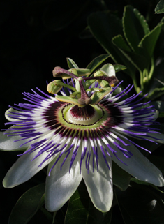 Blue Passionflower