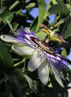 Blue Passionflower