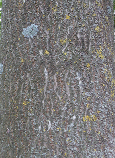 Foxglove-tree