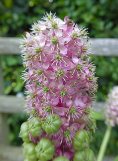 Indian Pokeweed