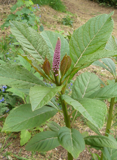 Indian Pokeweed