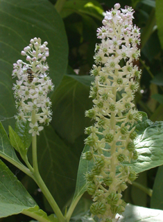 Indian Pokeweed