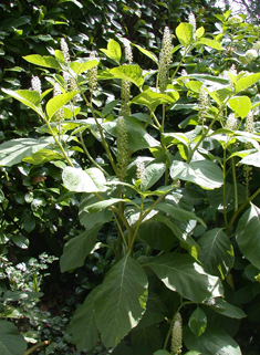 Indian Pokeweed