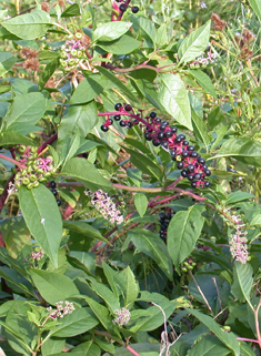 American Pokeweed