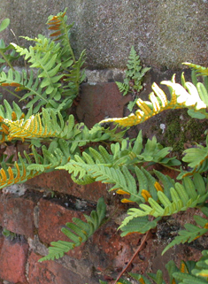 Intermediate Polypody