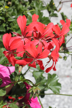 Ivy-leaved Pelargonium