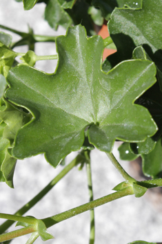 Ivy-leaved Pelargonium