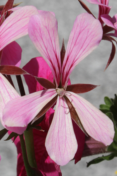 Ivy-leaved Pelargonium