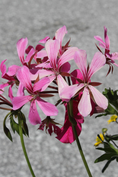 Ivy-leaved Pelargonium