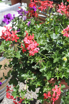 Ivy-leaved Pelargonium