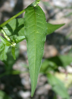 Common Water-pepper