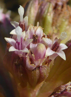 Common Butterbur