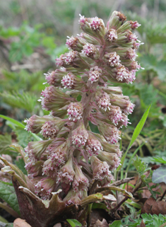 Common Butterbur