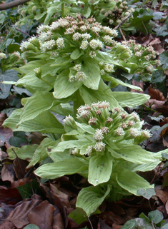 Giant Butterbur