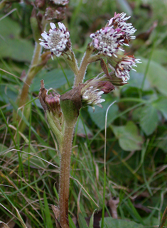 Winter Heliotrope