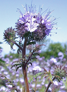 Tansy-leaved Phacelia