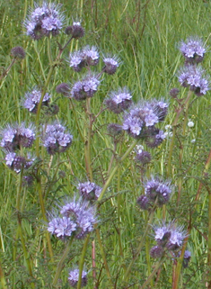 Tansy-leaved Phacelia