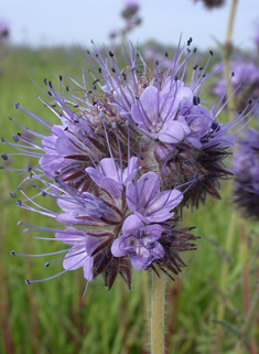 Tansy-leaved Phacelia