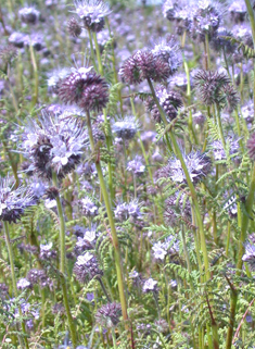 Tansy-leaved Phacelia