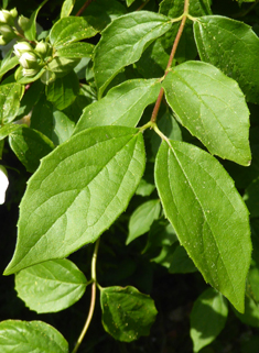 European Mock-orange